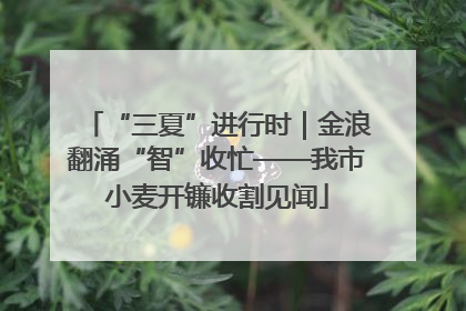 “三夏”进行时｜金浪翻涌“智”收忙——我市小麦开镰收割见闻
