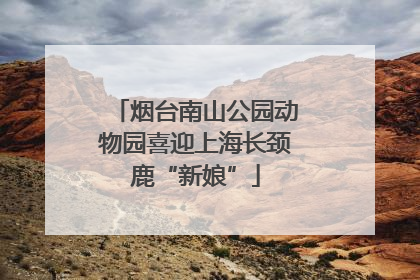 烟台南山公园动物园喜迎上海长颈鹿“新娘”