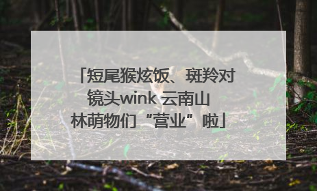 短尾猴炫饭、斑羚对镜头wink 云南山林萌物们“营业”啦