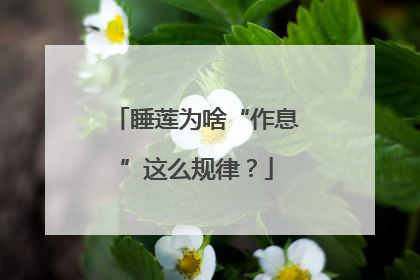 睡莲为啥“作息”这么规律？