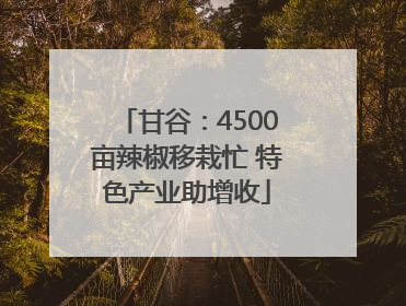 甘谷：4500亩辣椒移栽忙 特色产业助增收