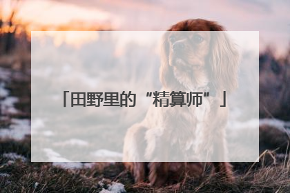 田野里的“精算师”