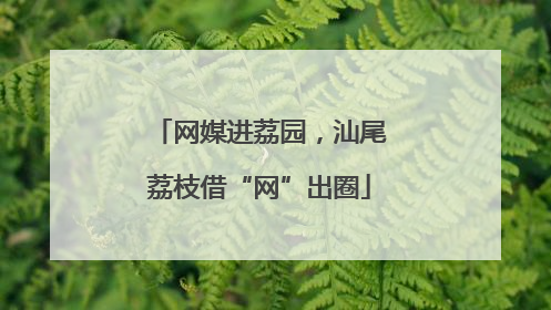 网媒进荔园，汕尾荔枝借“网”出圈