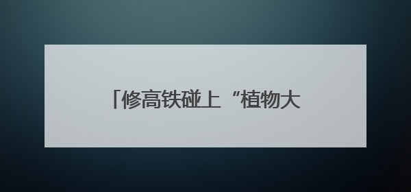 修高铁碰上“植物大熊猫”？他们这么干