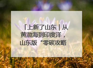上新了山东｜从黄渤海到印度洋，山东版“零碳攻略”有多能打？