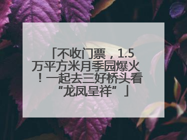 不收门票，1.5万平方米月季园爆火！一起去三好桥头看“龙凤呈祥”