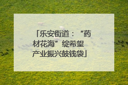 乐安街道：“药材花海”绽希望 产业振兴鼓钱袋