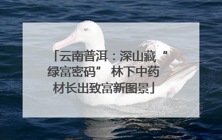 云南普洱：深山藏“绿富密码” 林下中药材长出致富新图景