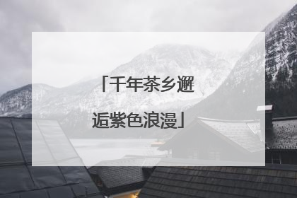 千年茶乡邂逅紫色浪漫