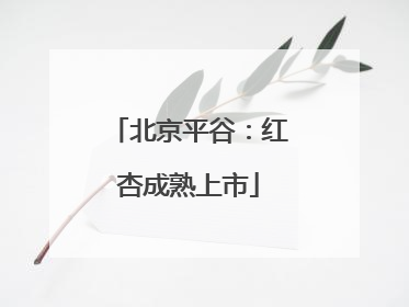 北京平谷：红杏成熟上市