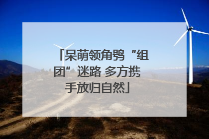 呆萌领角鸮“组团”迷路 多方携手放归自然