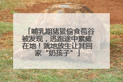 哺乳期猪獾偷食苞谷被发现，逃跑途中累瘫在地！就地放生让其回家“奶孩子”
