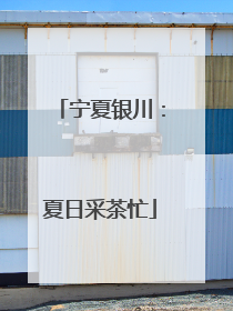 宁夏银川：夏日采茶忙