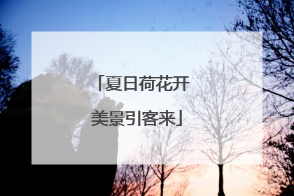 夏日荷花开 美景引客来