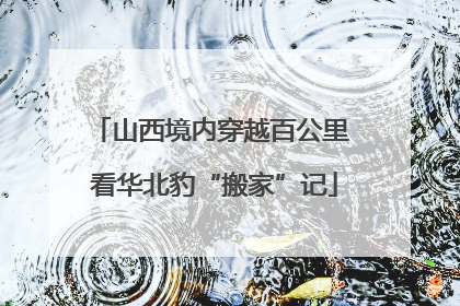 山西境内穿越百公里 看华北豹“搬家”记