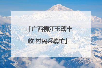 广西柳江玉藕丰收 村民采藕忙