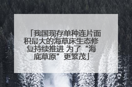 我国现存单种连片面积最大的海草床生态修复持续推进 为了“海底草原”更繁茂