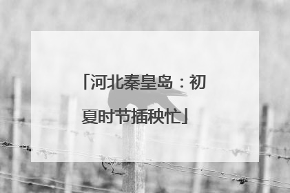 河北秦皇岛：初夏时节插秧忙