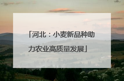 河北：小麦新品种助力农业高质量发展