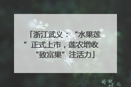 浙江武义：“水果莲”正式上市，莲农增收“致富果”注活力