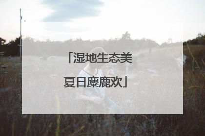 湿地生态美 夏日麋鹿欢