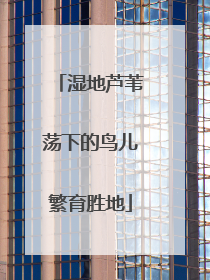 湿地芦苇荡下的鸟儿繁育胜地