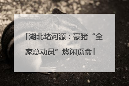 湖北堵河源：豪猪“全家总动员”悠闲觅食