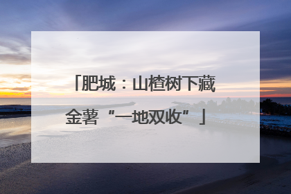 肥城：山楂树下藏金薯“一地双收”