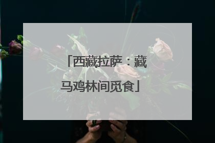 西藏拉萨：藏马鸡林间觅食