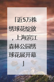 近5万株绣球花绽放，上海滨江森林公园绣球花展开幕