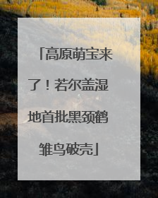 高原萌宝来了！若尔盖湿地首批黑颈鹤雏鸟破壳