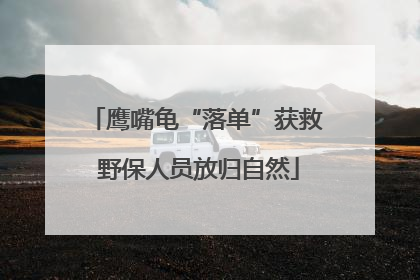 鹰嘴龟“落单”获救 野保人员放归自然