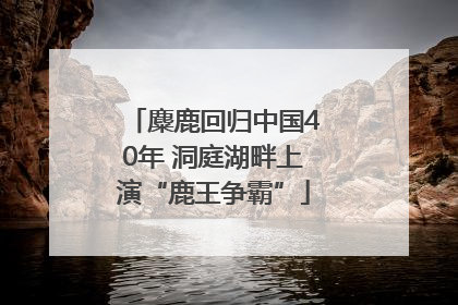麋鹿回归中国40年 洞庭湖畔上演“鹿王争霸”